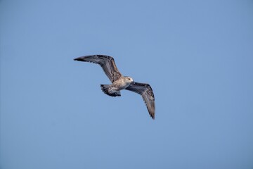 Close-up of a European herring gull with large open wings flying across the blue sky