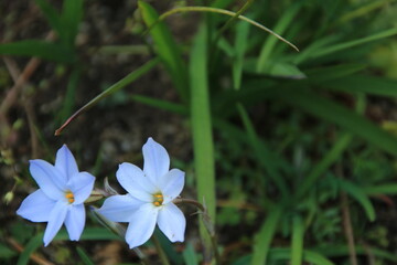 春の庭に咲く白いハナニラの花