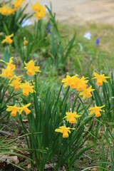 春の庭に咲く黄色い水仙