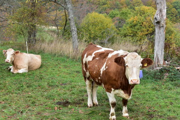 Kühe-Felder-Wiese-Bauernhof