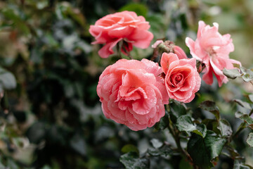 Background of pink autumn flowers. Pink roses with drops after the rain. Floral background. Copy space.
