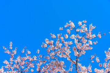 Blossoming cherry tree branches on blue sky background