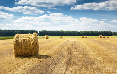 Fototapeta premium Straw bales on the field