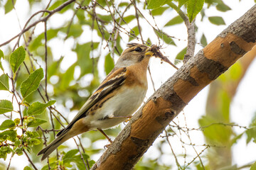 トンボを食べるアトリ