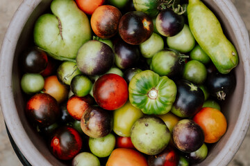 Background of tomatoes of different varieties. Autumn harvest. Healthy organic food.