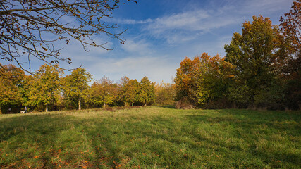 Fototapeta premium Weite grüne Wiese umrahmt von prächtigen Bäumen mit buntem Herbstlaub unter blauem Himmel, herbstliche Parklandschaft am Kulkwitzer See, Markranstädt, Landkreis Leipzig, Sachsen, Deutschland