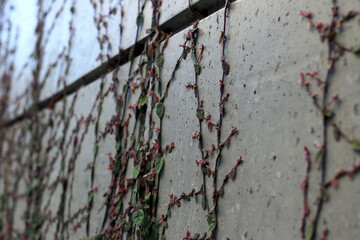 Ivy plant on the wall