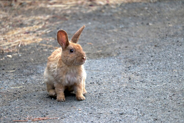 Little rabbit on the road 