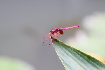 Crimson Marsh Glider in a garden