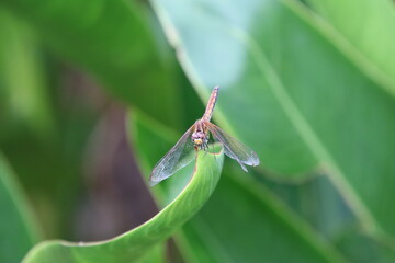 Crimson Marsh Glider in a garden