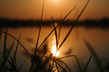 Close-up the grass in sunset