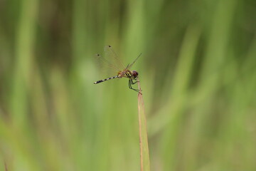 Dancing Dropwing Dragonfly on a stem