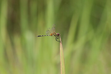 Dancing Dropwing Dragonfly on a stem
