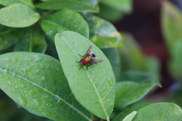 House Fly on a Leaf