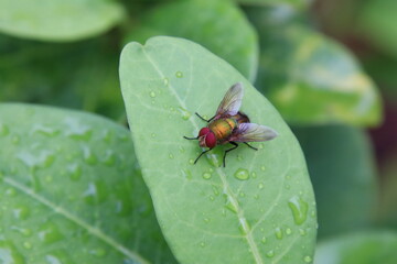 House Fly on a Leaf