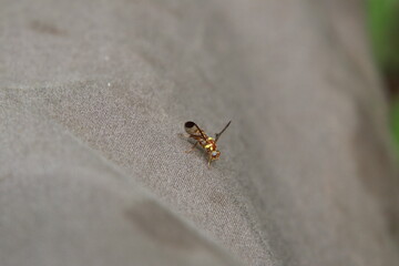 Oriental Fruit Fly in a field