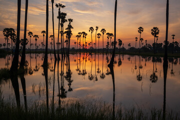 Sugar palm and sunrise