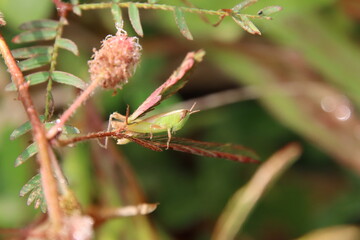 Spotted Meadow Katydid in a field
