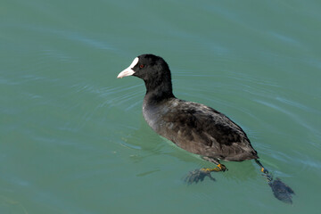 Eurasian coot (Fulica atra), also known as the common coot