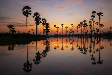 Sugar palm and sunrise