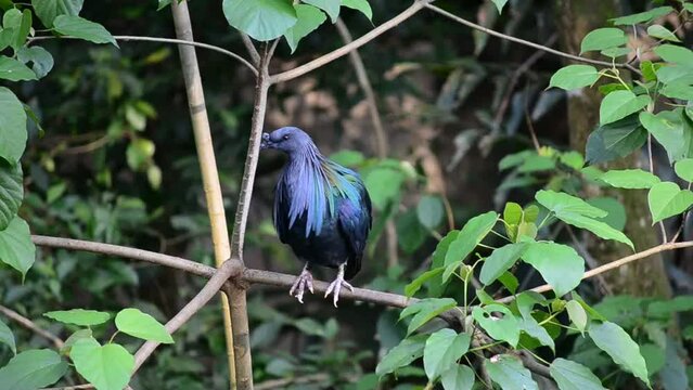 The Nicobar pigeon (Caloenas nicobarica) is a pigeon found on small islands and in coastal regions from the Andaman and Nicobar Islands, India, east through the Malay Archipelago, to the Solomons and 