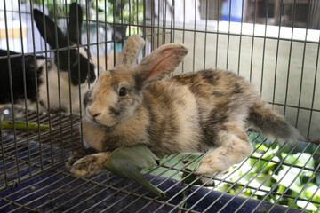 Obraz premium a rabbit 