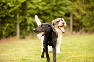 two dogs playing