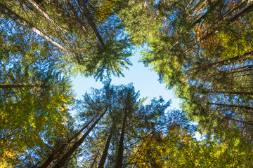 coniferous forest view from below, autumn time