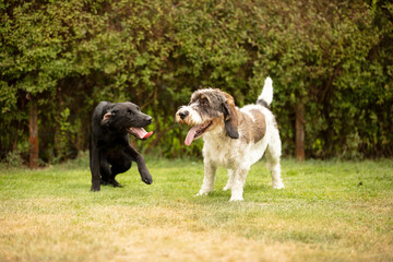 two dogs playing
