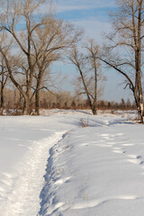 Landscape in winter park narrow path among snow and bare trees