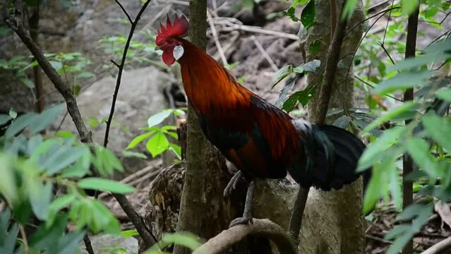 The red junglefowl (Gallus gallus) is a tropical member of the family Phasianidae. It is the primary progenitor of the domestic chicken (though genetic evidence strongly suggests some past hybridisati