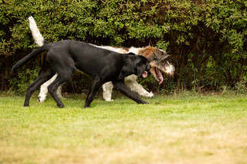 two dogs playing