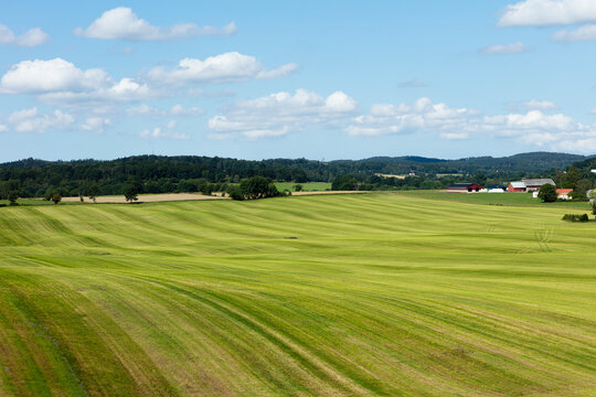New cut feeld summer gras, Sweden &Auml;sta