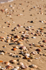 Beautiful seashells on sand, closeup