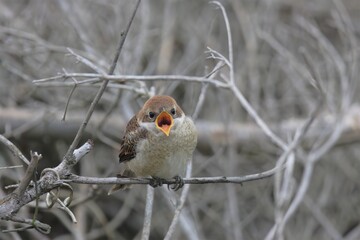 モズの幼鳥