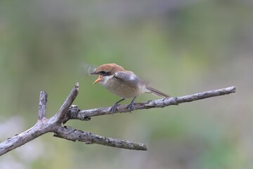 モズの幼鳥
