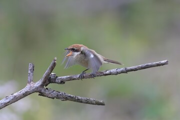 モズの幼鳥