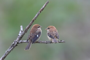 モズの幼鳥