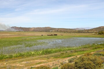 Fototapeta na wymiar À herd of cattle going home across a green field near Worcester, South Africa.