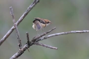 モズの幼鳥