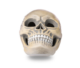 Human skull with teeth isolated on white