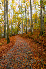  Widok wejście, droga,  na Zameku Chojnik,  w jesiennej szacie. Dolina Pałacy kotlina Jeleniogówrska Polska, ciekawy, europa,  