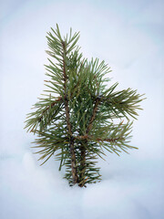 Close up a little single Pine Tree, ilex conifer foliage, under the white snow covered white background merry Christmas, greetings