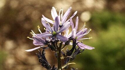 Lila Blüten
