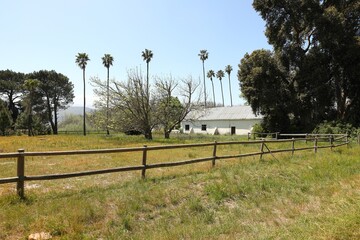 A paddock with green fields and palm trees in the background in the Western Cape, South Africa.