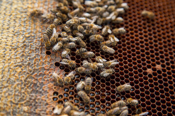Working bees on the brown honeycomb with sweet honey..