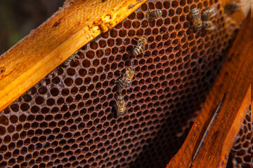 Close up view of working bees on honeycomb with sweet honey..