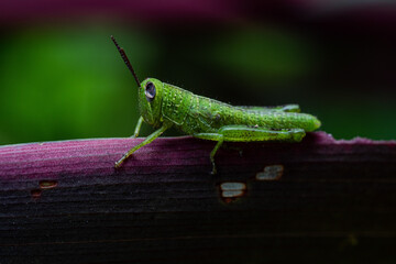 Green grasshopers with one eye blind hang on purple leaf with incredible shoot macro close up on morning day