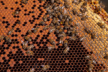 Working bees in a hive on honeycomb. Bees inside hive with sealed and open cells for their young..