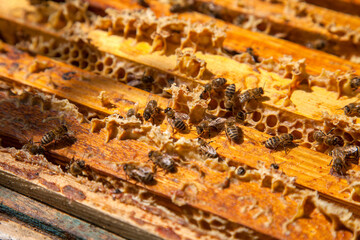 Open hive showing the bees swarming on a honeycomb..
